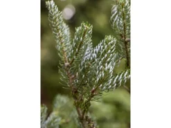 Abies Koreana Silberlocke Koreanische Tanne 40–50 cm