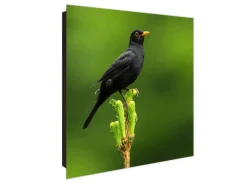 Banjado Großer Schlüsselkasten Glas 30x30cm Schwarz Scharnier Rechts 50 Haken Beschreibbar Magnetisch Motiv Vogel Auf Tannenzweig