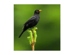 Banjado Großer Schlüsselkasten Glas 30x30cm Weiß Scharnier Links 50 Haken Beschreibbar Magnetisch Motiv Vogel Auf Tannenzweig