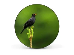 Banjado Magnettafel Rund Größe 47cm Magnetwand Schwarz Aus Metall Magnetpinnwand Pinnwand Motiv Vogel Auf Tannenzweig