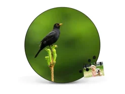 Banjado Magnettafel Rund Größe 47cm Magnetwand Schwarz Aus Metall Magnetpinnwand Pinnwand Motiv Vogel Auf Tannenzweig