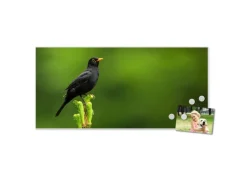 Banjado Magnettafel 78x37cm Magnetwand  Weiß Aus Metall Magnetpinnwand Pinnwand Inkl. 4 Magnete Motiv Vogel Auf Tannenzweig