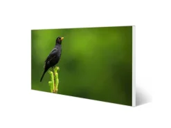 Banjado Magnettafel 78x37cm Magnetwand  Weiß Aus Metall Magnetpinnwand Pinnwand Inkl. 4 Magnete Motiv Vogel Auf Tannenzweig