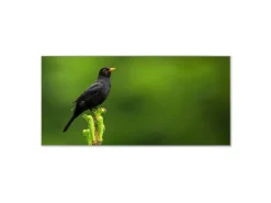 Banjado Magnettafel 78x37cm Magnetwand Silber Aus Metall Magnetpinnwand Pinnwand Inkl. 4 Magnete Motiv Vogel Auf Tannenzweig