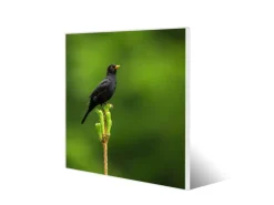 Banjado Magnettafel 50x50cm Magnetwand Weiß Aus Metall Magnetpinnwand Pinnwand Inkl. 4 Magnete Motiv Vogel Auf Tannenzweig