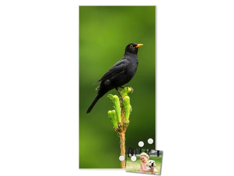 Banjado Magnettafel 37x78cm Magnetwand Weiß Aus Metall Magnetpinnwand Pinnwand Inkl. 4 Magnete Motiv Vogel Auf Tannenzweig