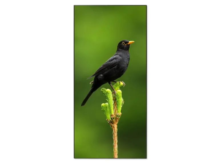 Banjado Magnettafel 37x78cm Magnetwand Schwarz Aus Metall Magnetpinnwand Pinnwand Inkl. 4 Magnete Motiv Vogel Auf Tannenzweig