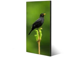 Banjado Magnettafel 37x78cm Magnetwand Schwarz Aus Metall Magnetpinnwand Pinnwand Inkl. 4 Magnete Motiv Vogel Auf Tannenzweig