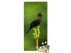 Banjado Magnettafel 37x78cm Magnetwand Silber Aus Metall Magnetpinnwand Pinnwand Inkl. 4 Magnete Motiv Vogel Auf Tannenzweig