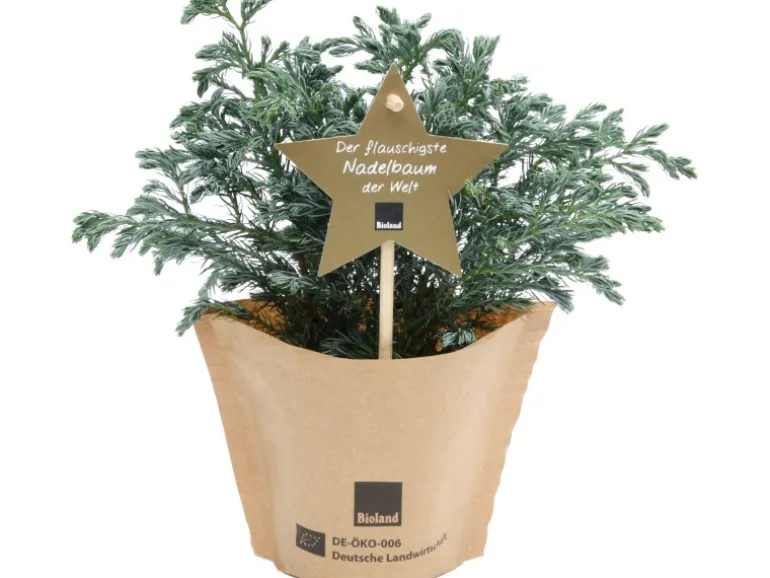 Blu Bio-Blauwichtel Topf-Ø ca. 10 cm Chamaecyparis pisifera