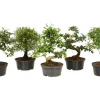 Bonsai verschiedene Sorten Topf-Ø ca. 14 cm