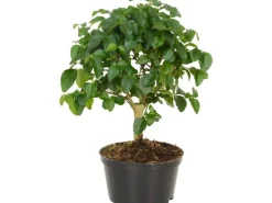 Bonsai verschiedene Sorten Topf-Ø ca. 10 cm