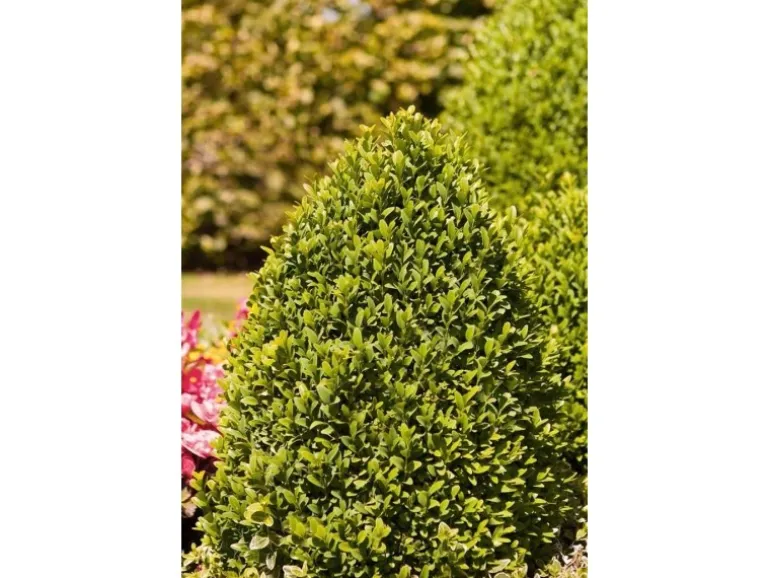 Buxus sempervirens arborescens Kegel 110-120 cm