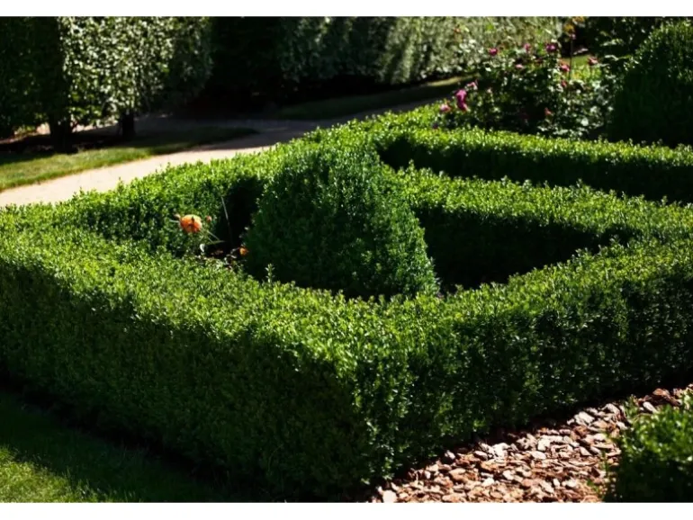 Buxus sempervirens arborescens Kegel 110-120 cm