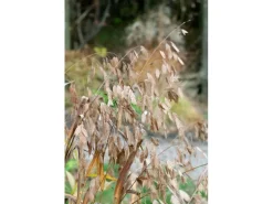 Chasmanthium Latifolium Plattährengras Ca. 11x11 cm Topf