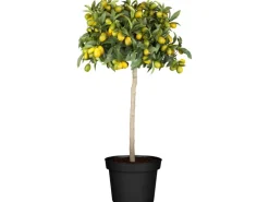Citrus Mix Stamm Sortenauswahl Höhe ca. 120 - 140 cm Topf-Ø ca. 26 cm Citrus