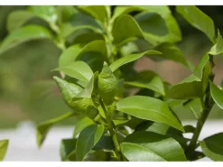 Citrus Mix Stamm Sortenauswahl Höhe ca. 120 - 140 cm Topf-Ø ca. 26 cm Citrus