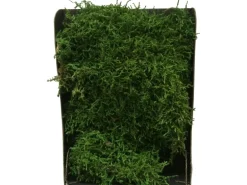 Dekomoos Grün in Black Box 22 cm x 15 cm x 5 cm