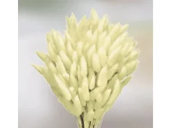 Deko-Pflanze Lagurus Weiß