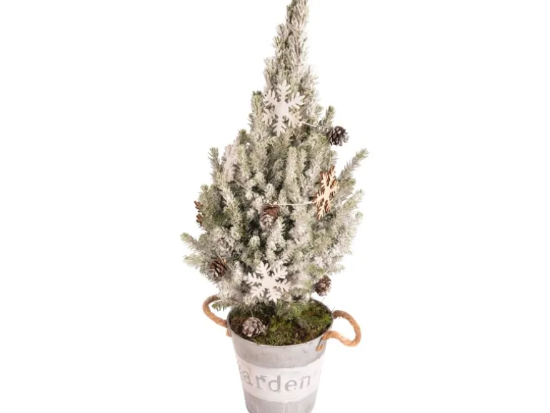 Dekorierte Zuckerhut-Fichte im Zinkgefäß Topf Ø ca. 16 cm Picea glauca
