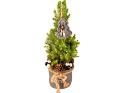 Dekorierte Zuckerhut-Fichte im Jutegefäß Topf Ø ca. 16 cm Picea glauca