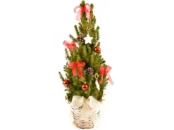 Dekorierte Zuckerhut-Fichte im Korbgefäß Topf Ø ca. 24 cm Picea glauca