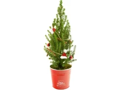 Dekorierte Zuckerhut-Fichte im Roten Zinkgefäß Topf Ø ca. 15 cm Picea glauca