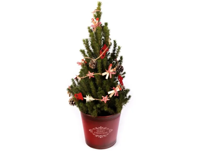 Dekorierte Zuckerhut-Fichte im Zink-Gefäß Topf Ø ca. 21 cm Picea glauca