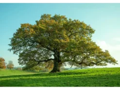 Erst-Holz Dekobaum Dekoweihnachtsbaum Baum mit Kleinen Haken Eichenholz 16 cm