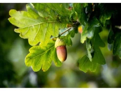 Erst-Holz Holzsterne aus Eiche Weihnachtsdekoration Stern Eiche 18 cm