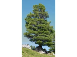 Erst-Holz Schöne Zirbenholzlaterne für Innenräume und Draußen als Dekoration