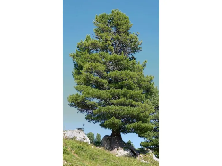 Erst-Holz Schöne Zirbenholzlaterne für Innenräume und Draußen als Dekoration