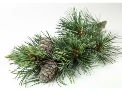 Erst-Holz Zirben Teelichthalter mit Glas und Ausschnitt Stern 3er Set