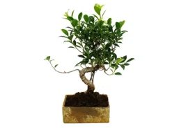 Exotenherz Bonsai für Zimmer in Moderner Trendkeramik Zimmerbonsai Ficus 8 Jahre Alt Steinoptik
