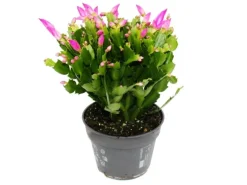 Exotenherz Großer Weihnachtskaktus Schlumbergera XXL 17cm Topf ca. 25-35cm Hoch Rosa Blüten Leuchtend Pink