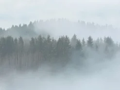 Fototapete Landschaft Wald Grün Grau Braun 3,50 m x 2,55 m FSC®