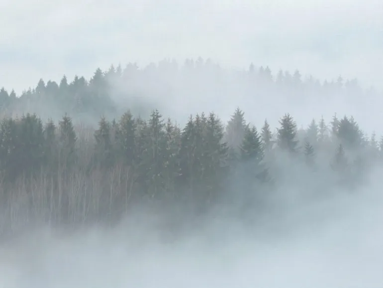 Fototapete Landschaft Wald Grün Grau Braun 3,50 m x 2,55 m FSC®
