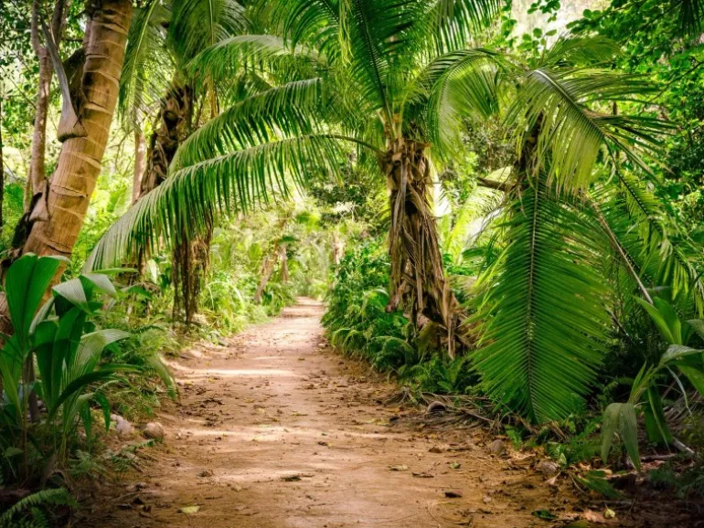 Fototapete Palmen Dschungel Grün Braun 3,50 m x 2,55 m FSC®