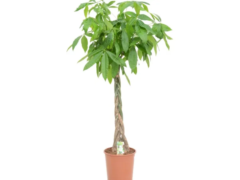 Green Is Mix z.B. Drachenbaum 3er Stamm, Rasierpinselbaum Topf-Ø ca. 27 cm