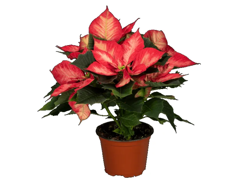 GROW by OBI Weihnachtsstern Princess/Ice Chrystal 5-7 Brakteen Topf-Ø 13cm