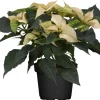 GROW by OBI Weihnachtsstern mit 5-7 Brakteen Weiß Topf-Ø ca. 13 cm