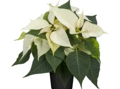 GROW by OBI Weihnachtsstern Busch Weiß Topf-Ø 17 cm Euphorbia pulcherrima