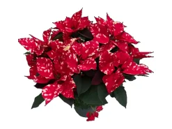 GROW by OBI Weihnachtsstern "Fantasy Star Pink" Topf-Ø ca. 17 cm Euphorbia