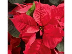 GROW by OBI Weihnachtsstern mit 5-7 Brakteen Rot Topf-Ø ca. 13 cm