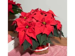 GROW by OBI Weihnachtsstern mit 5-7 Brakteen Rot Topf-Ø ca. 13 cm