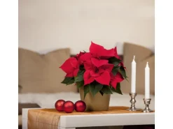 GROW by OBI Weihnachtsstern mit 5-7 Brakteen Rot Topf-Ø ca. 13 cm