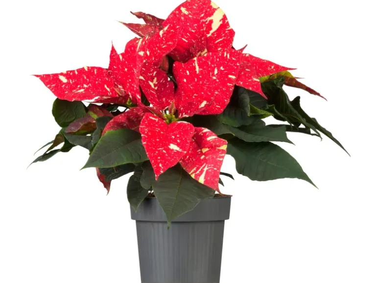 GROW by OBI Weihnachtsstern "Sky Star" mit 5-7 Brakteen Topf-Ø ca. 13 cm
