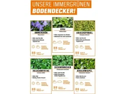 Helix Kleinblättriger Efeu ''Crispy'' Topf ca. 9 cm x 9 cm Hedera helix