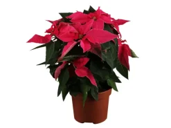 Herbststern "Princettia" Topf-Ø ca. 9 cm Euphorbia