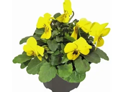 Hornveilchen verschiedene Farben Topf-Ø ca. 9 cm Viola cornuta